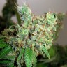 Семена каннабиса  Pepoberry feminised Ganja Seeds