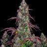 Семена  Auto Lemon feminised Ganja Seeds