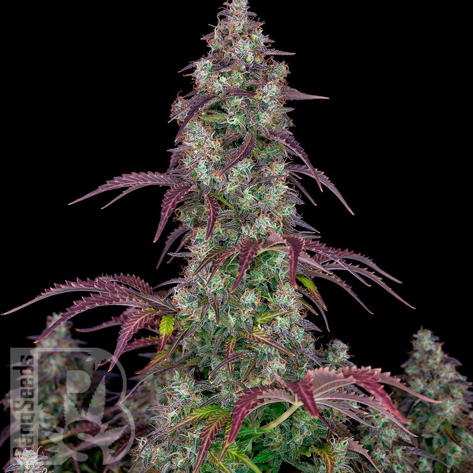 Семена  Auto Lemon feminised Ganja Seeds