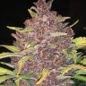 Семена  Auto Lemon feminised Ganja Seeds