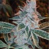 Семена  Auto Lemon feminised Ganja Seeds