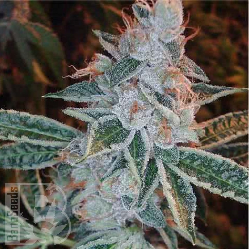 Семена  Auto Lemon feminised Ganja Seeds