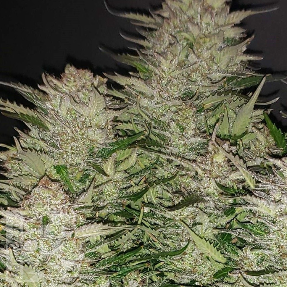 Семена  Auto Lemon feminised Ganja Seeds