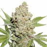 Семена  Auto Lemon feminised Ganja Seeds