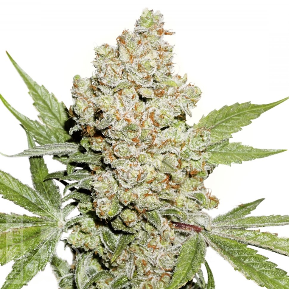 Семена  Auto Lemon feminised Ganja Seeds