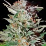 Семена  Auto Lemon feminised Ganja Seeds