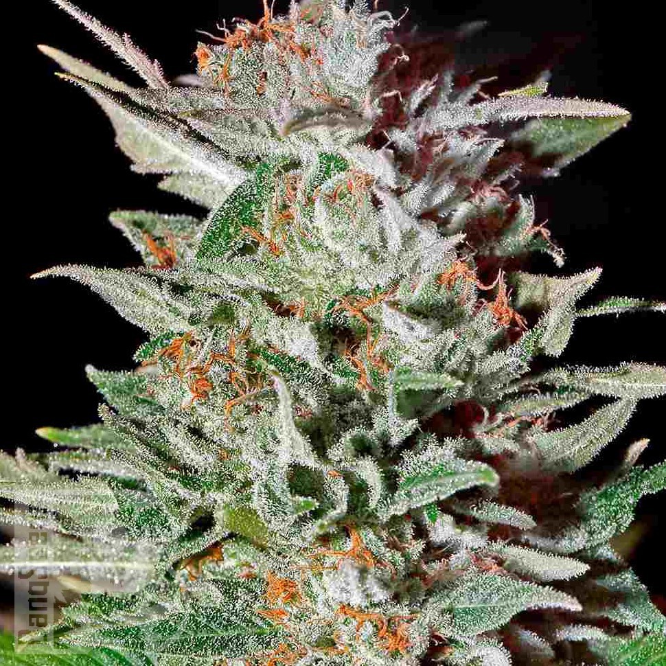 Семена  Auto Lemon feminised Ganja Seeds