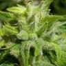 семена конопли недорого Euforia regular Ganja Seeds