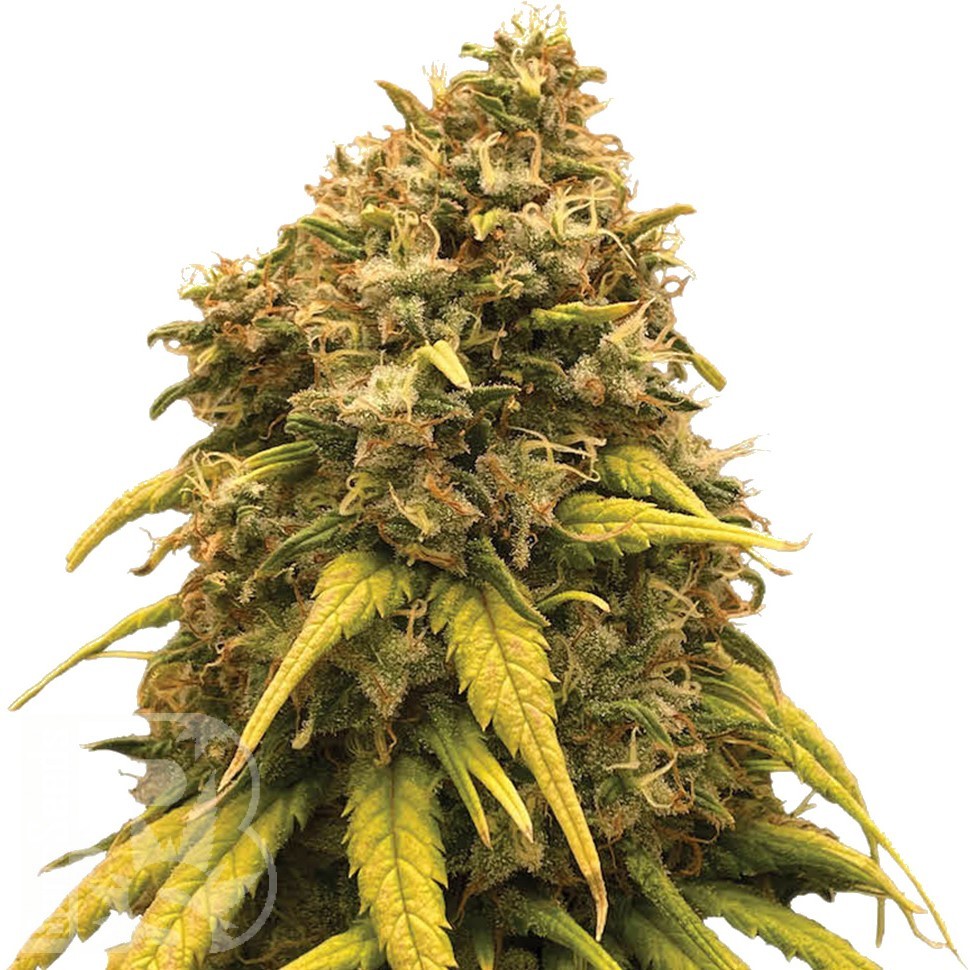 Семена конопли  AK-47 х Lowryder (Aklow) regular Ganja Seeds