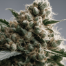 Семена конопли  AK-47 х Lowryder (Aklow) regular Ganja Seeds