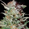 Семена конопли  AK-47 х Lowryder (Aklow) regular Ganja Seeds