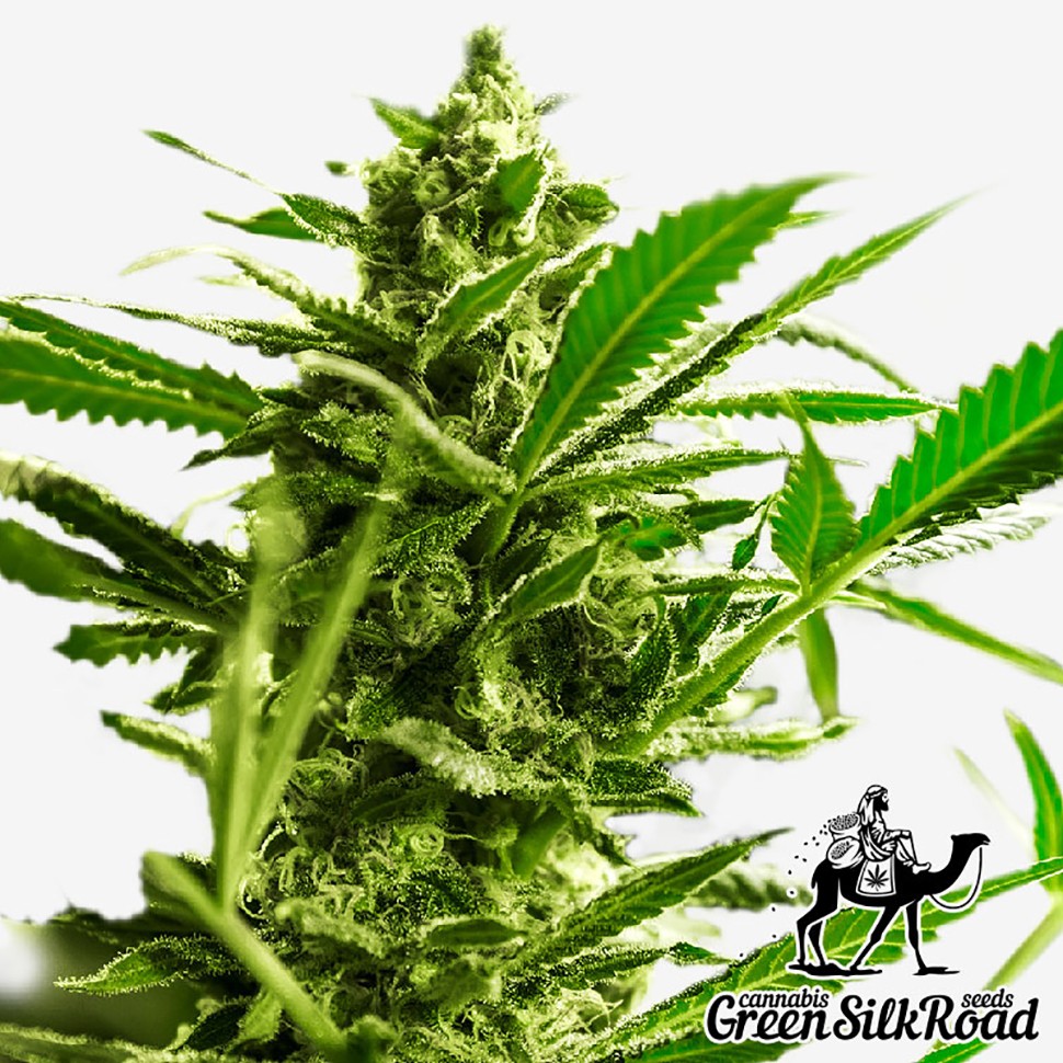 Семена ганжа  Great White Shark feminised Green Silk Road Seeds