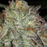 Семена ганжа  Afghan Kush feminised Ganja Seeds