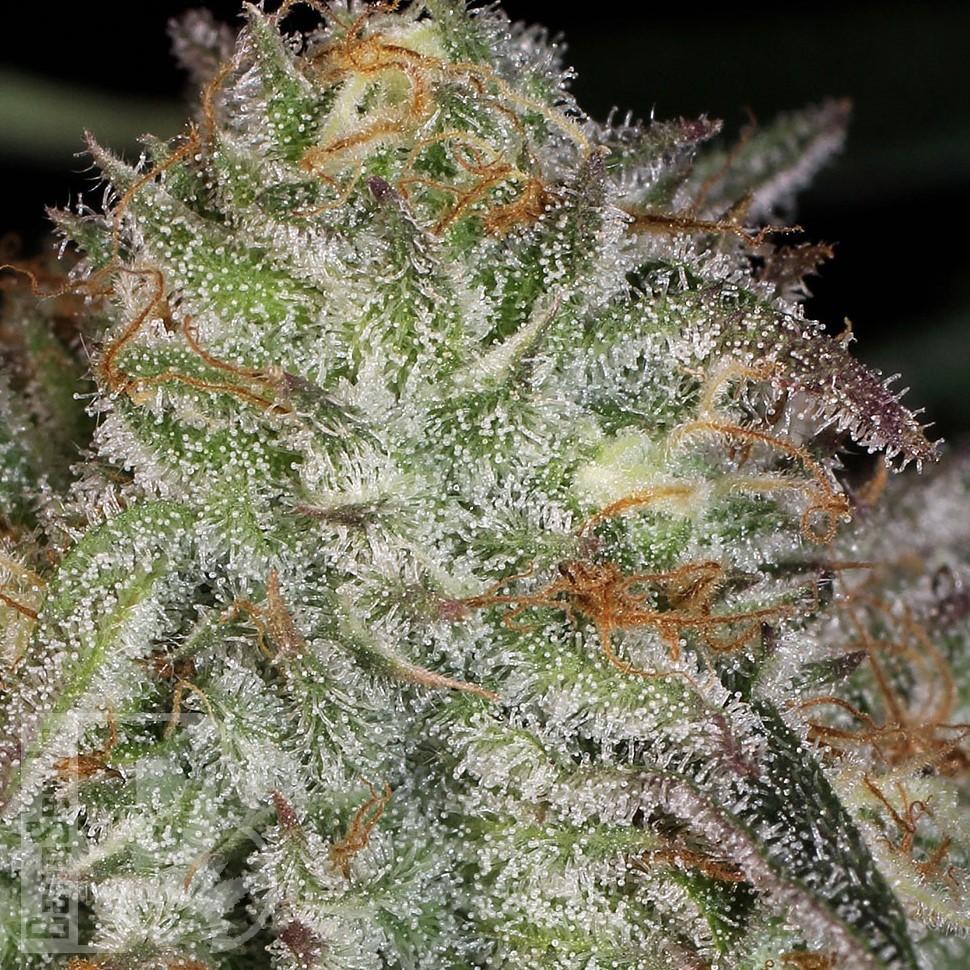 Семена ганжа  Afghan Kush feminised Ganja Seeds