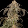 Семена ганжа  Afghan Kush feminised Ganja Seeds