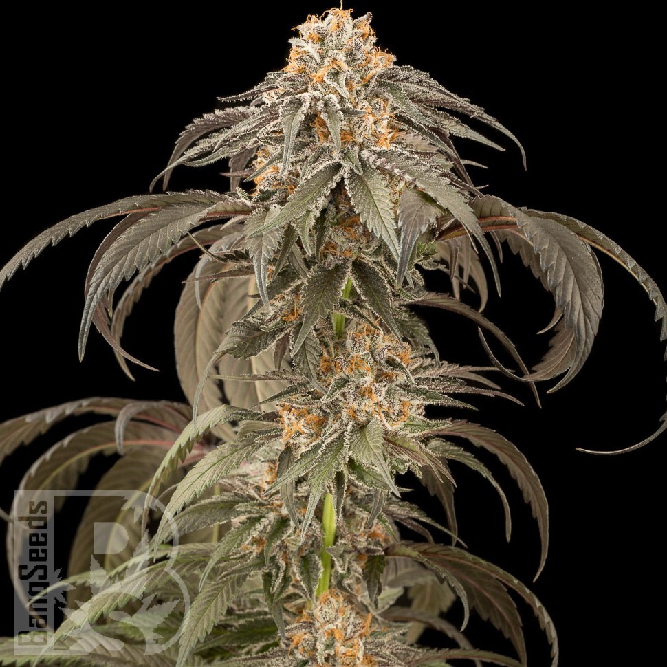 Семена ганжа  Afghan Kush feminised Ganja Seeds