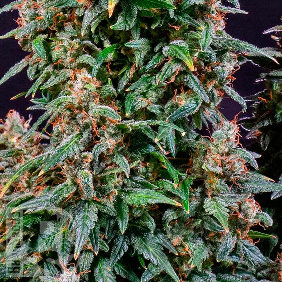 Watermelon Zkittlez feminised Ganja Seeds купить