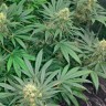 семена конопли в фирменной упаковке Early Skunk regular Ganja Seeds