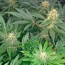 семена конопли интернет магазин Early Skunk regular Ganja Seeds