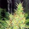 семена сортовой конопли Early Skunk regular Ganja Seeds