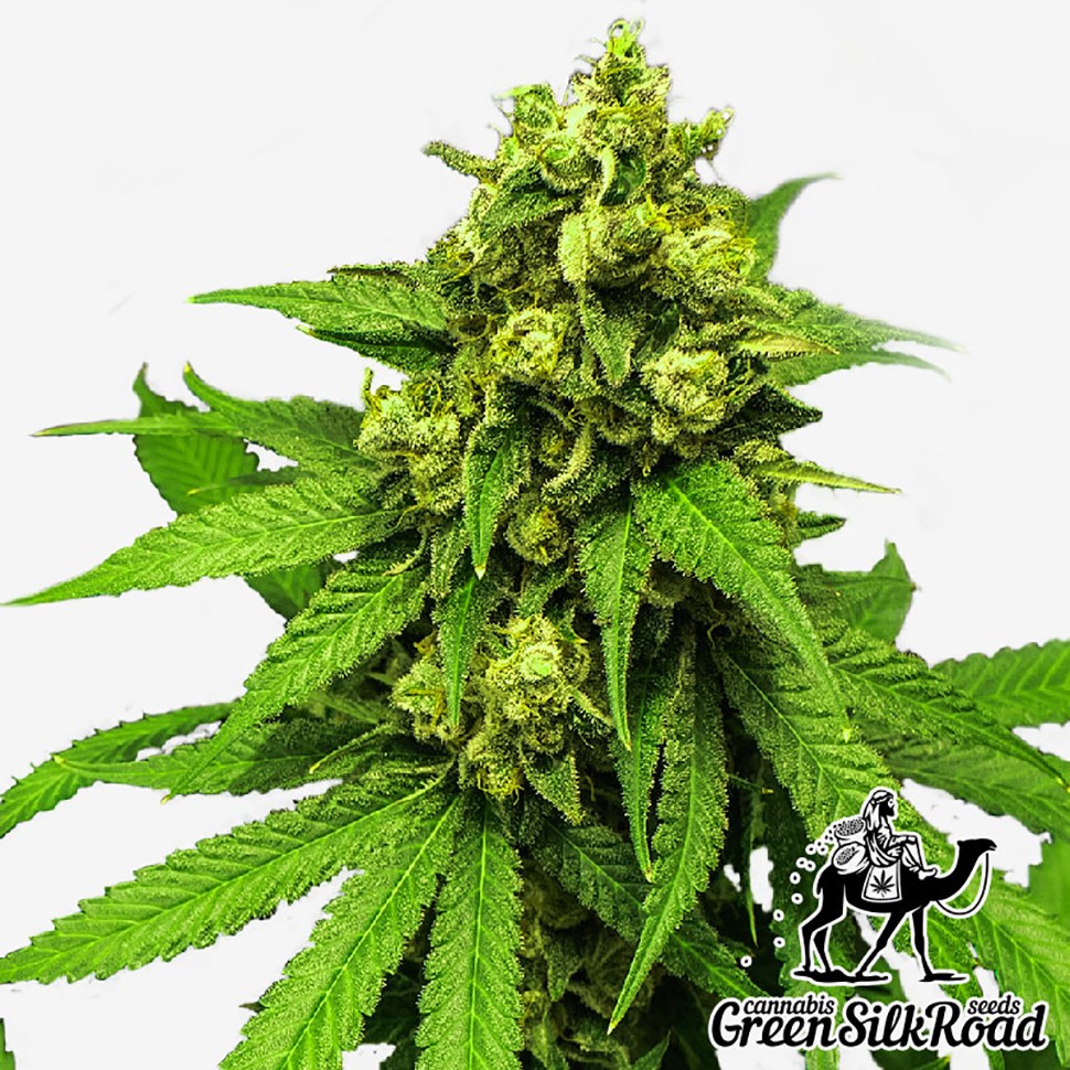 Семена конопли  Northern Lights feminised Green Silk Road Seeds