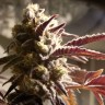 семена конопли bang seeds Auto Seemango feminised Victory Seeds