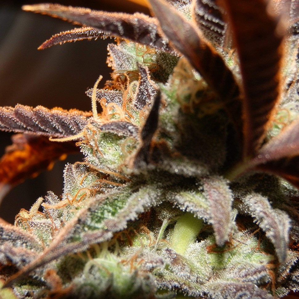 семена конопли Auto Seemango feminised Victory Seeds