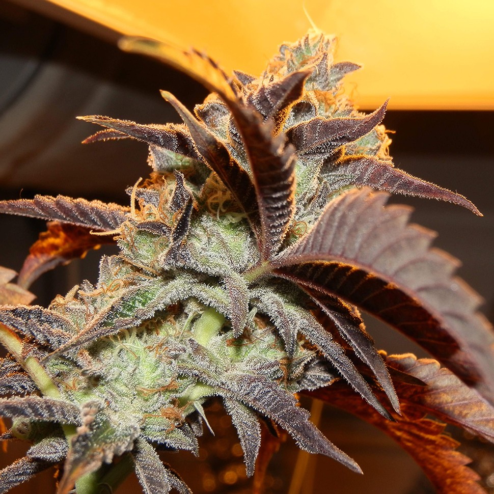 семена конопли в фирменной упаковке Auto Seemango feminised Victory Seeds