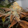 семена конопли интернет магазин Auto Seemango feminised Victory Seeds