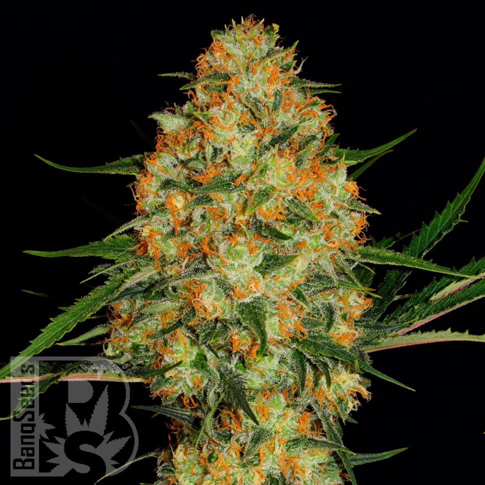 Семена  Auto Candy Kush regular Ganja Seeds