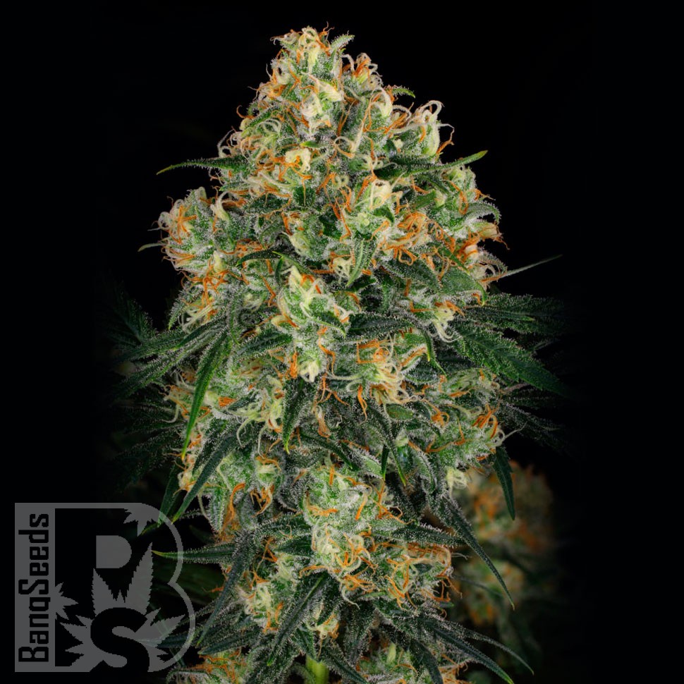 семена конопли аутдор Auto Candy Kush regular