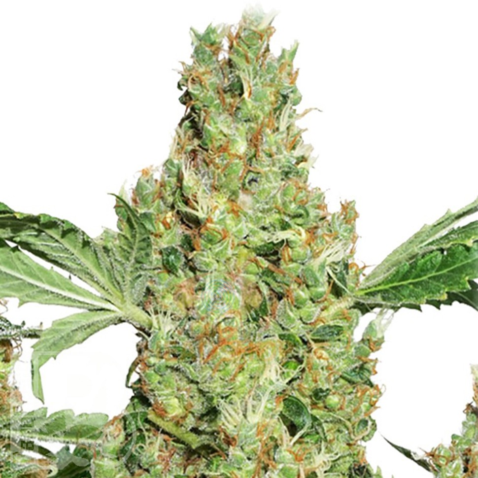 Семена  Pure Power Plant feminised Ganja Seeds