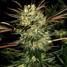 Семена  Pure Power Plant feminised Ganja Seeds