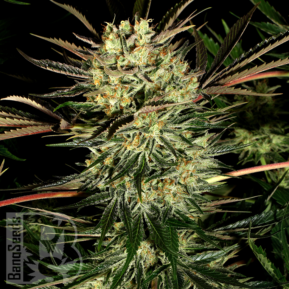 Семена  Pure Power Plant feminised Ganja Seeds