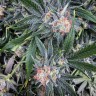 семена конопли почтой G13 Haze regular Ganja Seeds