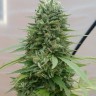 Семена каннабиса  G13 Haze regular Ganja Seeds