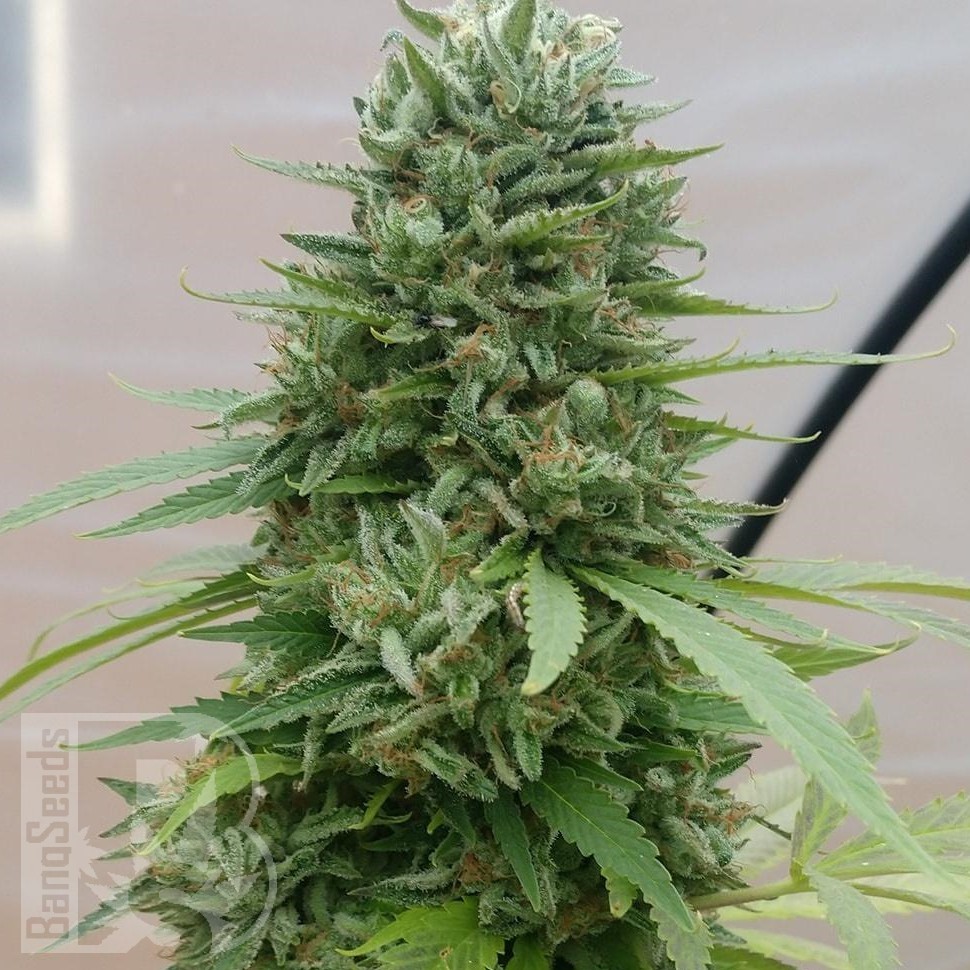 Семена каннабиса  G13 Haze regular Ganja Seeds