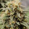 Семена каннабиса  G13 Haze regular Ganja Seeds