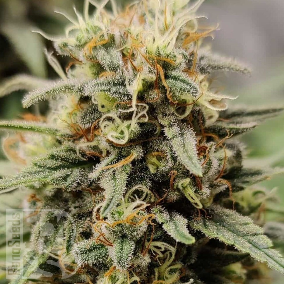 Семена каннабиса  G13 Haze regular Ganja Seeds