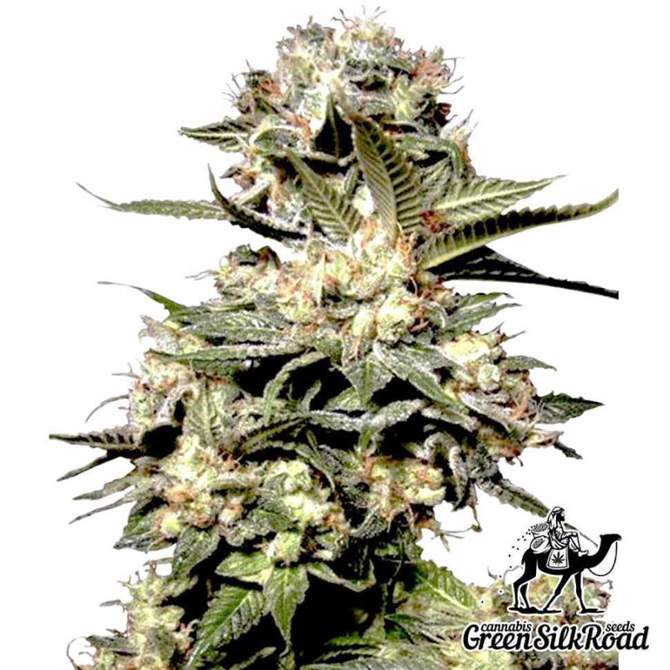 Семена конопли  Somango feminised Green Silk Road Seeds