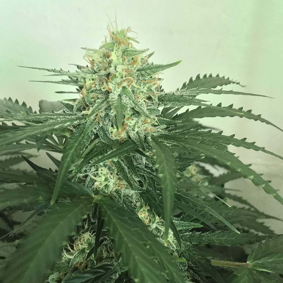 семена конопли f1 в оригинальной упаковке Auto Super Extra Skunk feminised Victory Seeds