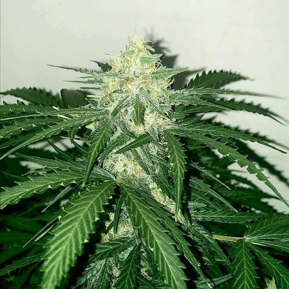 семена сортовой конопли Auto Super Extra Skunk feminised Victory Seeds