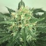 семена конопли феминизированные Auto Super Extra Skunk feminised Victory Seeds