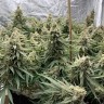 качественные семена конопли Auto Super Extra Skunk feminised Victory Seeds