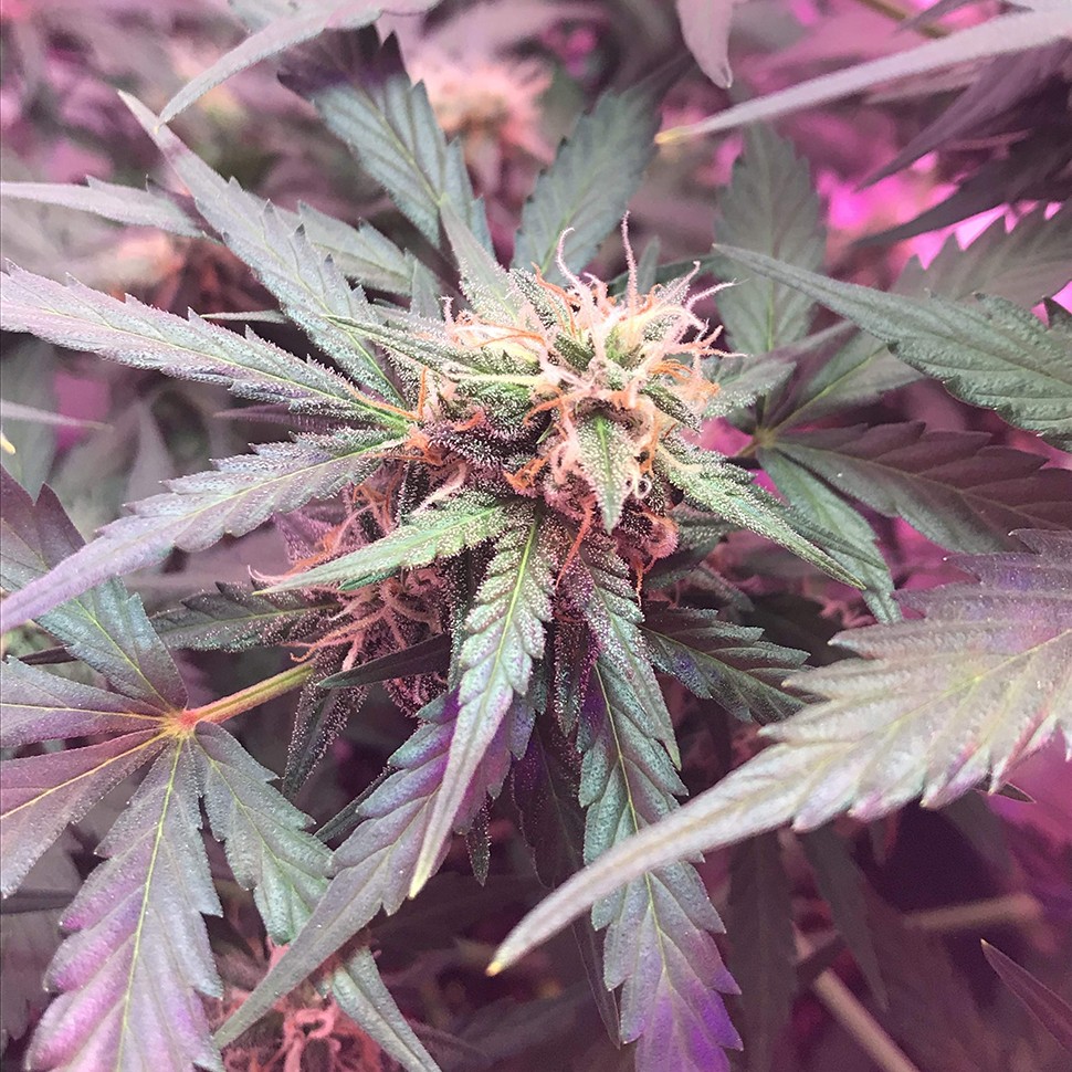 заказ семян конопли Auto Super Extra Skunk feminised Victory Seeds