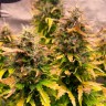 Семена конопли  Auto Mandarine XXL feminised Ganja Seeds