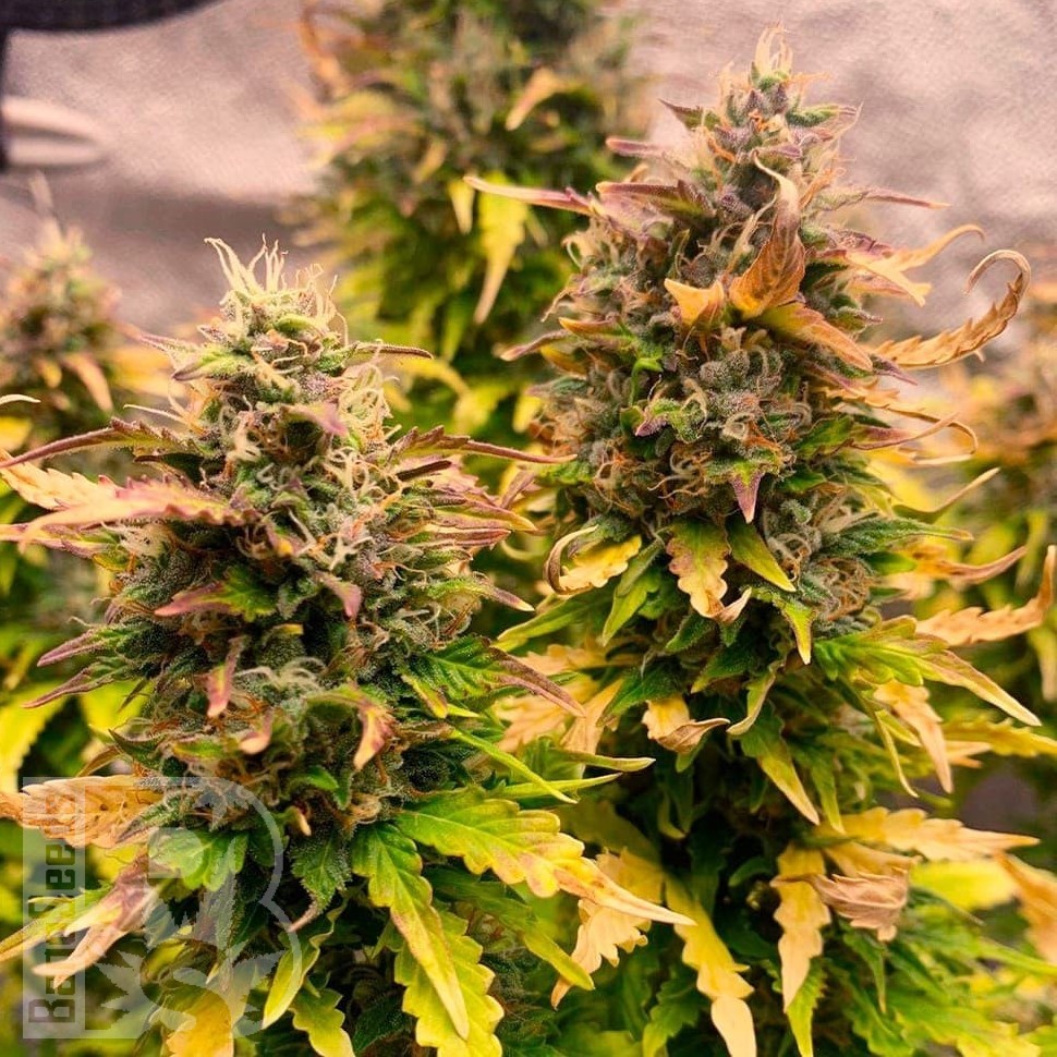 Семена конопли  Auto Mandarine XXL feminised Ganja Seeds