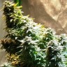 Семена конопли  Auto Mandarine XXL feminised Ganja Seeds