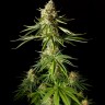 Семена конопли  Auto Mandarine XXL feminised Ganja Seeds