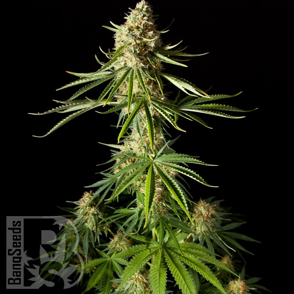 Семена конопли  Auto Mandarine XXL feminised Ganja Seeds